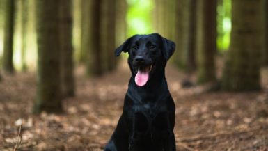 black dog under trees