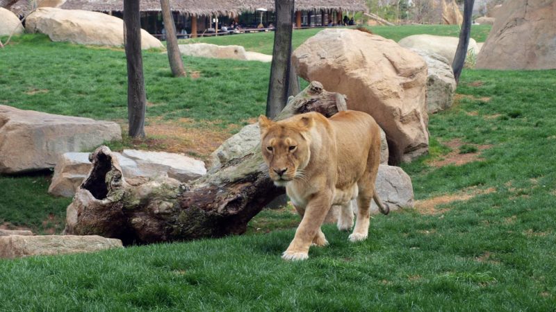 lion walking near stone