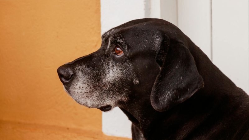 side view of a black labrador