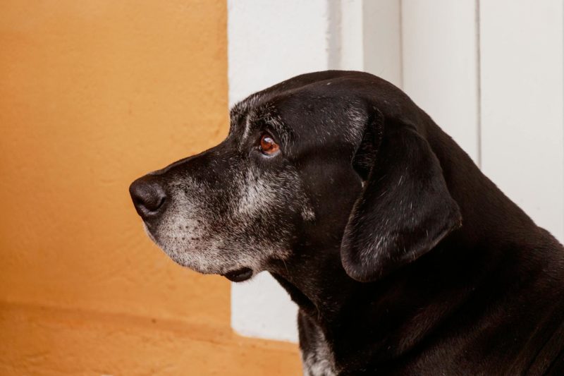 side view of a black labrador